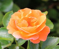 Rosa Fl Veranda Mango #2.5