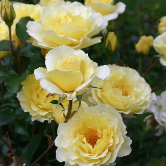 Rosa Fl White Licorice #2.5