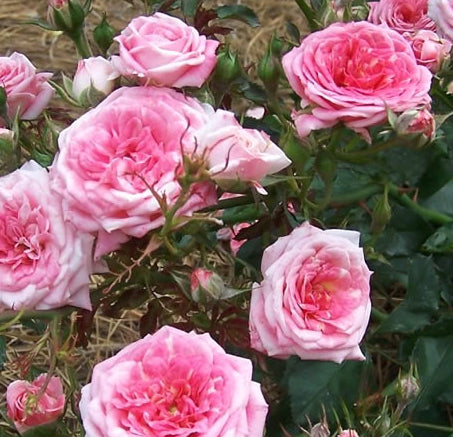Rosa Gc Sweet Drift #3