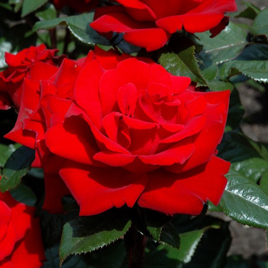 Rosa Gr Crimson Bouquet #2.5
