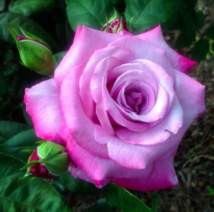 Rosa Gr Fragrant Plum