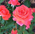 Rosa Gr Lasting Peace #2.5