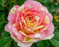 Rosa Gr Pop Art #2.5