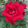 Rosa Gr Ruby Red #2.5