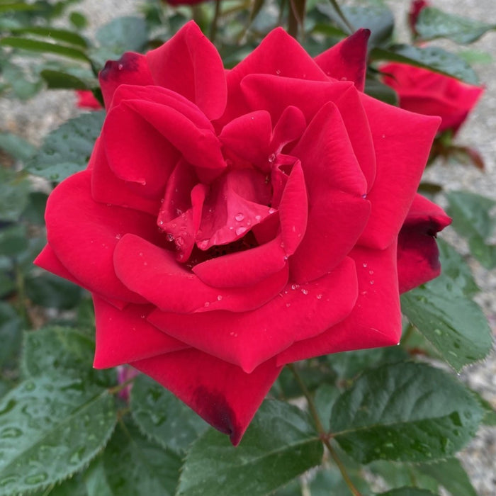 Rosa Gr Ruby Red #2.5