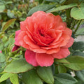 Rosa Gr Uptown Girl #2.5