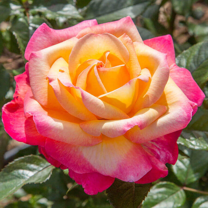 Rosa Ht Enchanted Peace #2.5