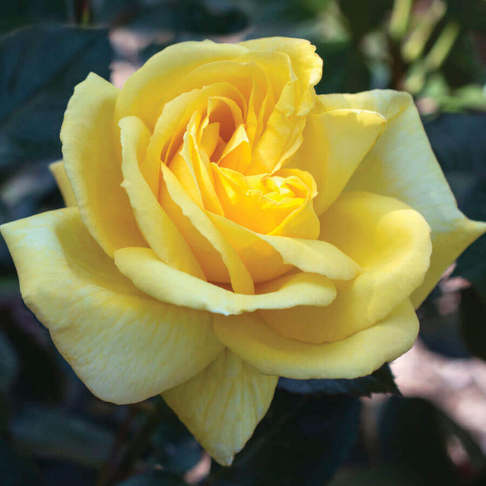 Rosa Ht Eternal Flame #2.5
