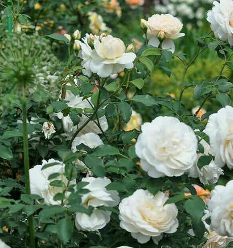 Rosa Ht Full Sail #2.5