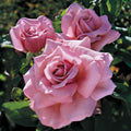 Rosa Ht Memorial Day #2.5
