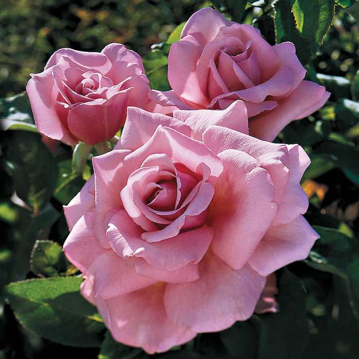 Rosa Ht Memorial Day #2.5