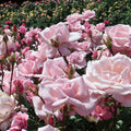 Rosa Ht New Zealand #2.5