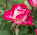 Rosa Ht Picture Perfect #2.5