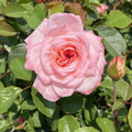 Rosa Ht Sunbelt Savannah #2.5
