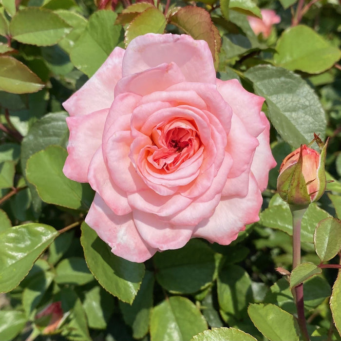 Rosa Ht Sunbelt Savannah #2.5