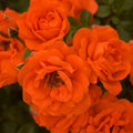 Rosa Mn All a'Twitter #2.5