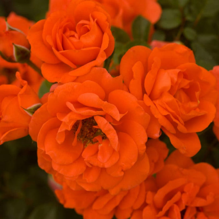 Rosa Mn All a'Twitter #2.5