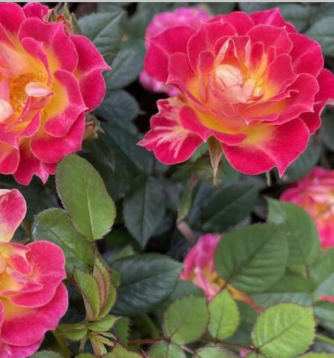 Rosa Mn Tiddly Winks #2.5