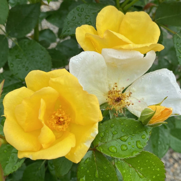 Rosa Sh Knockout Easy Beezy #3