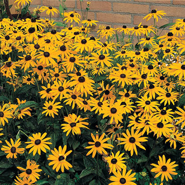 Rudbeckia f Goldsturm #1