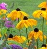 Rudbeckia h Indian Summer #1