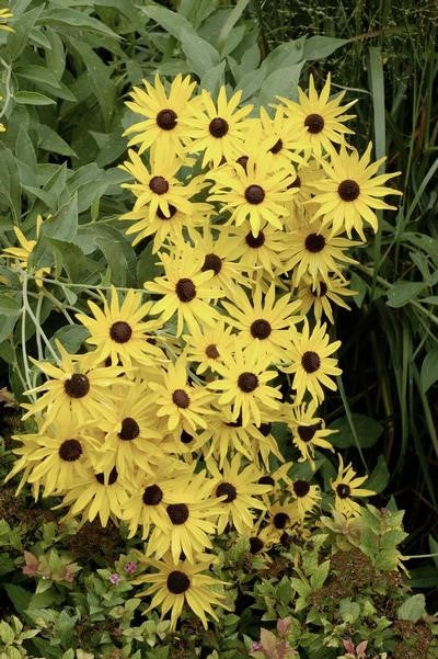 Rudbeckia subtomentosa #1