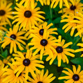 Rudbeckia Treasure Trove PW#1