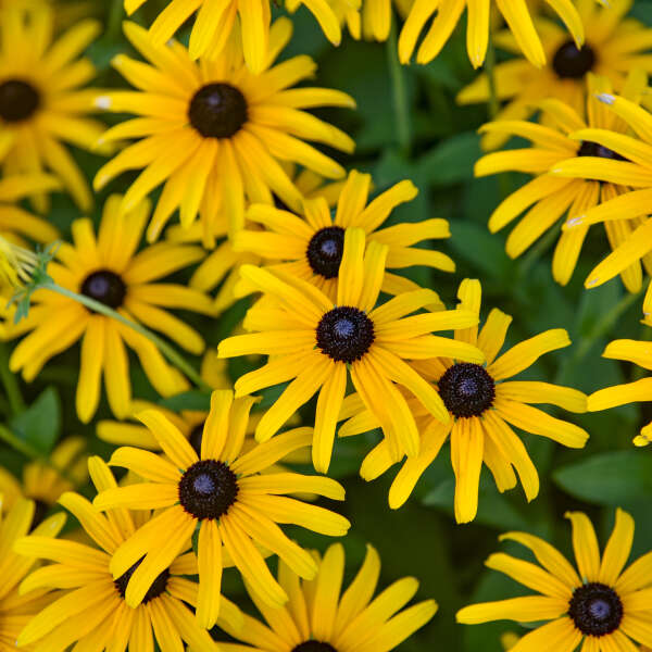 Rudbeckia Treasure Trove PW#1