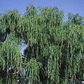 Salix babylonica #15