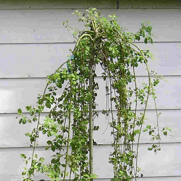 Salix caprea pendula 4'std #10
