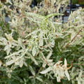 Salix int Hakuro Nishiki #3