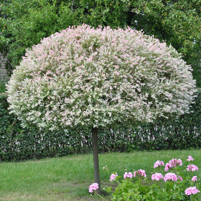 Salix int Hakuro Nishiki TF #10