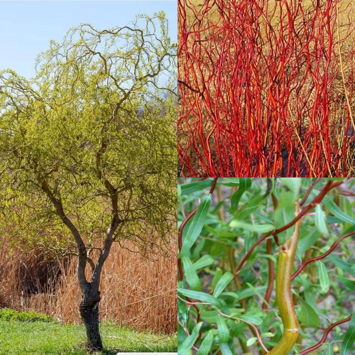 Salix x Scarlet Curls #5