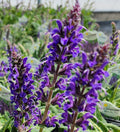 Salvia Blue by You #1