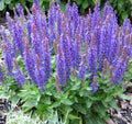 Salvia Marcus #1