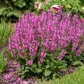 Salvia Moulin Rouge #1