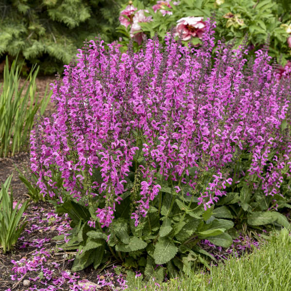 Salvia Moulin Rouge #1
