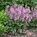 Salvia Pink Dawn PW#1