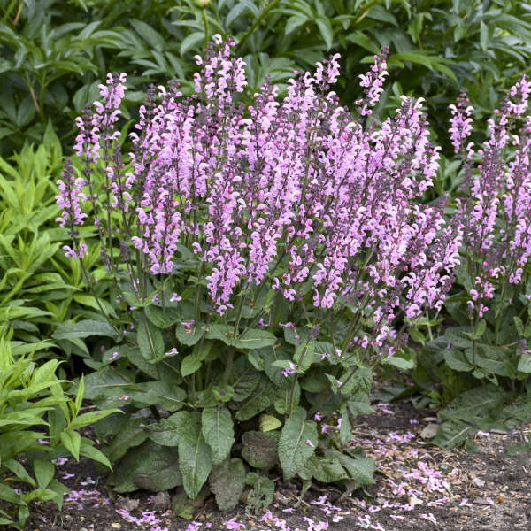 Salvia Pink Dawn PW#1