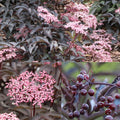 Sambucus n Pink Pony #3