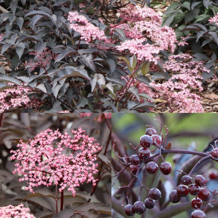 Sambucus n Pink Pony #3