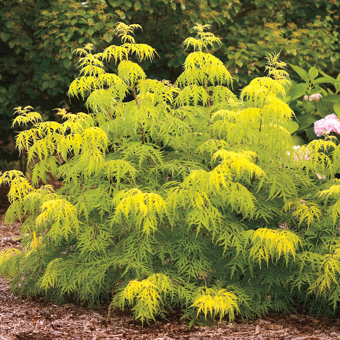 Sambucus r Lemony Lace #3