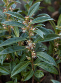 Sarcococca hook humilis #1