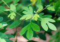 Sassafras albidum #10