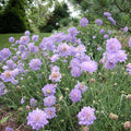 Scabiosa Butterfly Blue #1