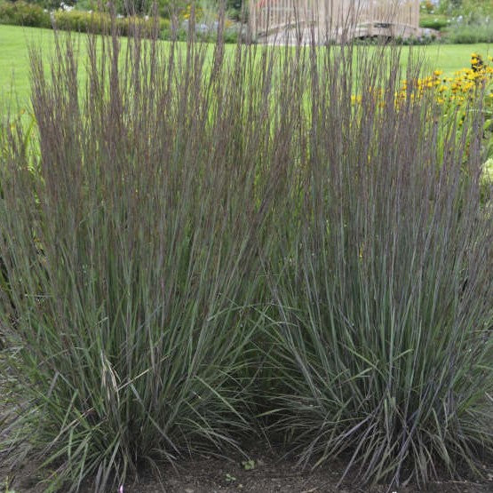 Schizachyrium Smoke Signal #1