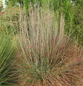 Schizachyrium Standing Ovation #3