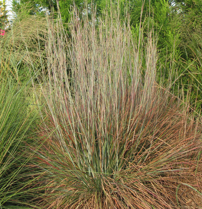 Schizachyrium Standing Ovation #3