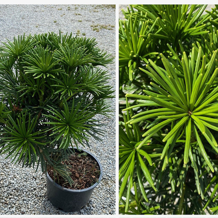 Sciadopitys vert Green Star #6