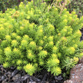Sedum Angelina #1